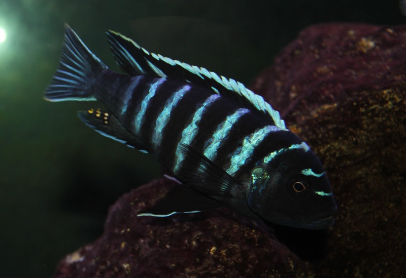 Cynotilapia zebroides 'Ndonga (Deep)'